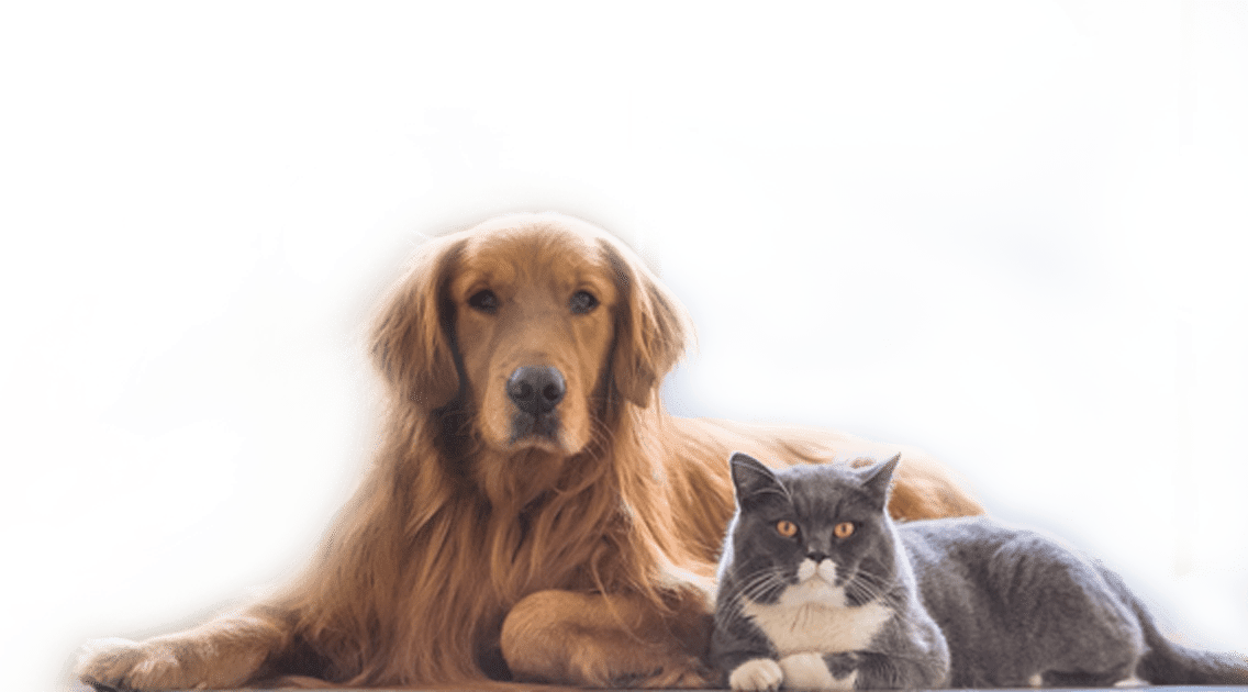 cats and dogs cats and dogs
