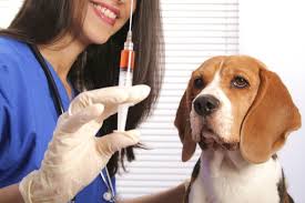 Image result for free images dogs getting vaccines