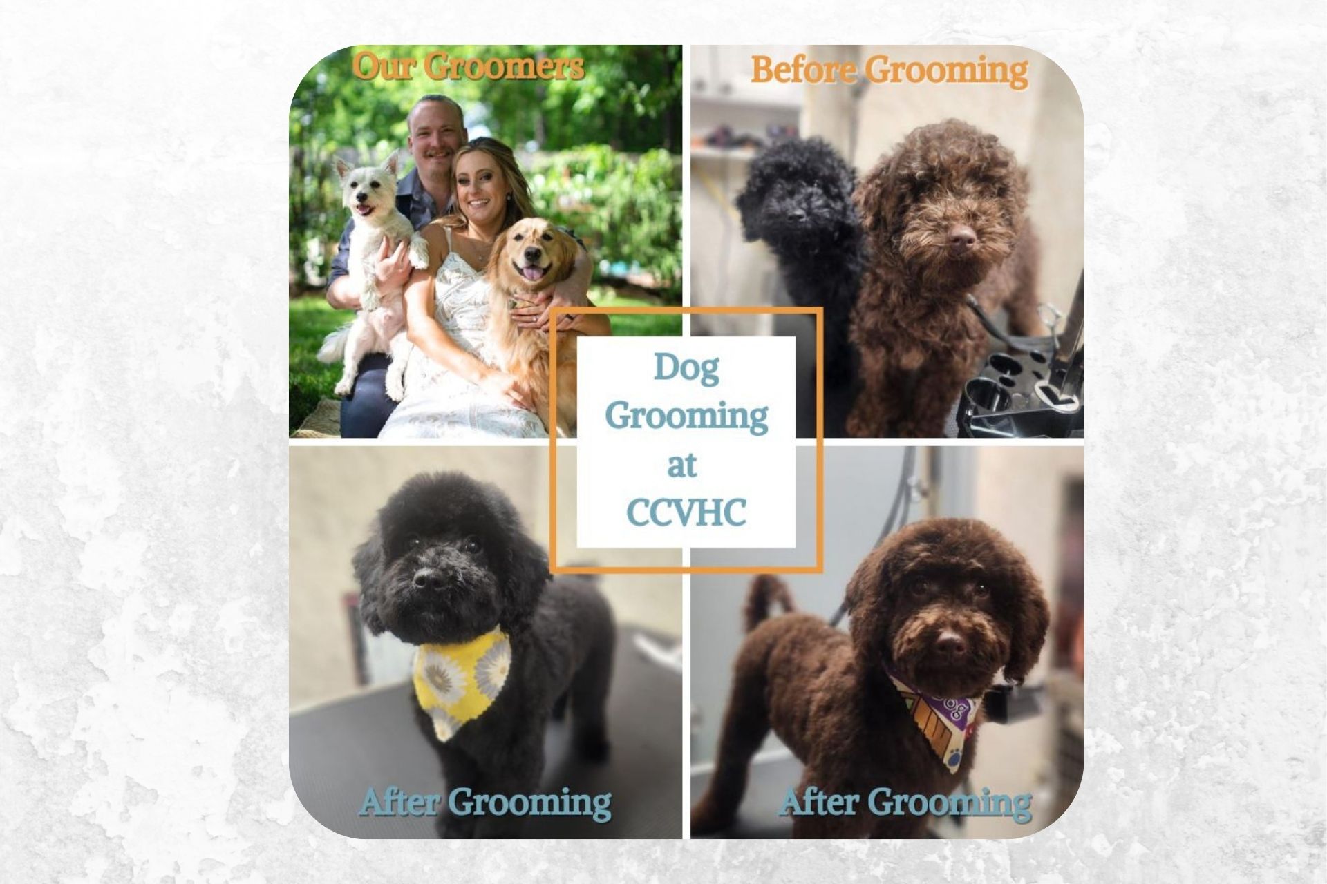 Dog Grooming Services at Compassionate Care Vet Hospital in Charlotte, North Carolina