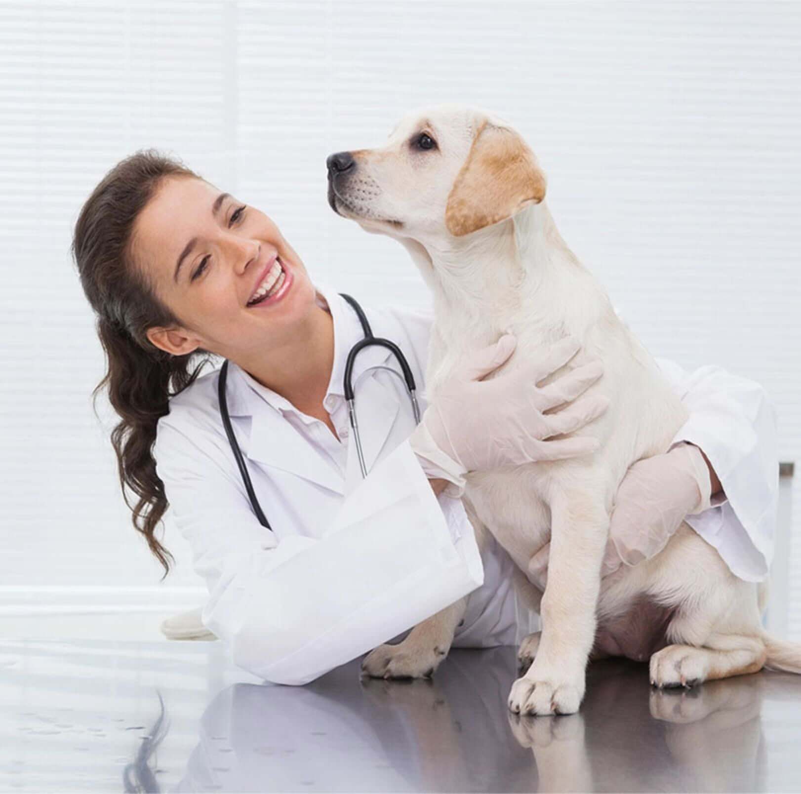 Animal Hospital in Charlotte NC