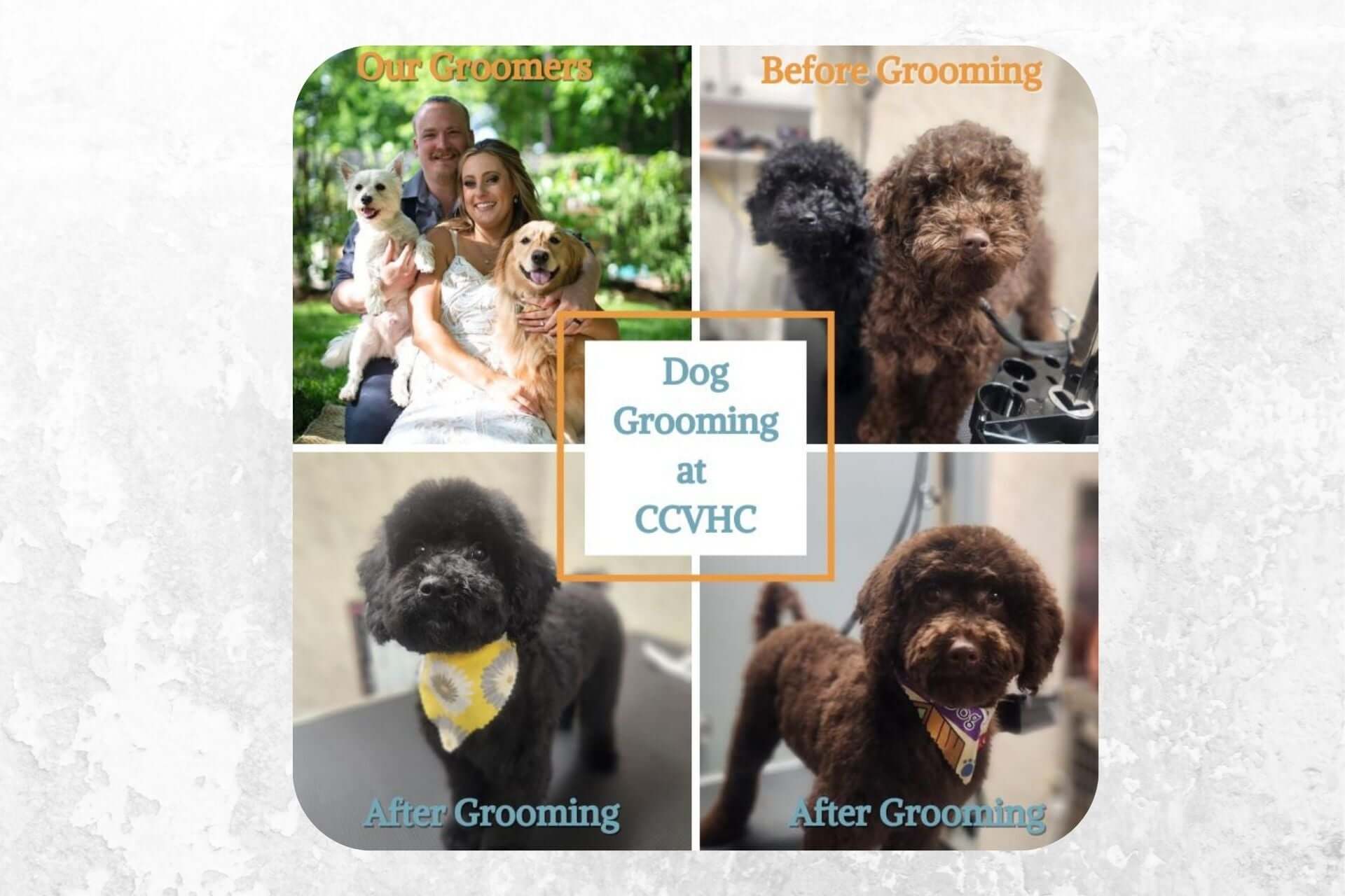 pet grooming in Charlotte NC