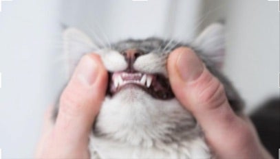 Dental Disease in Cats and Dogs
