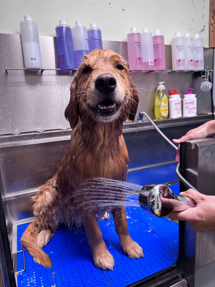 Grooming at Compassionate Care Vet