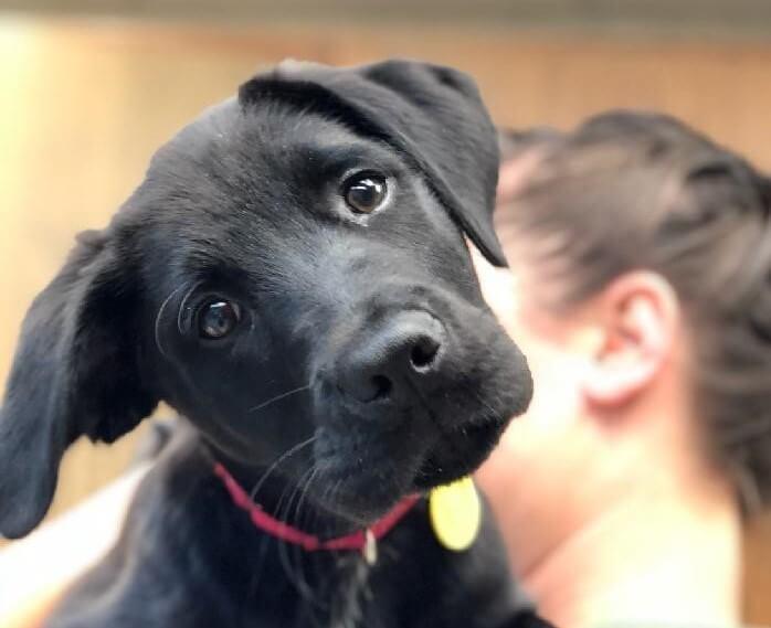 Puppy