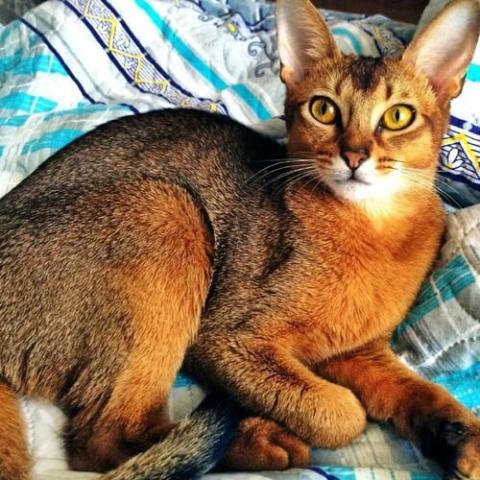 Abyssinian Cat Breed Info