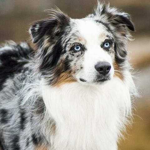 Australian Shepherd Dog Breed Info