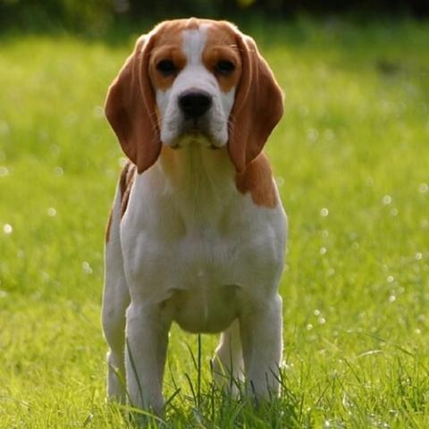 Beagle Dog Breed Info 