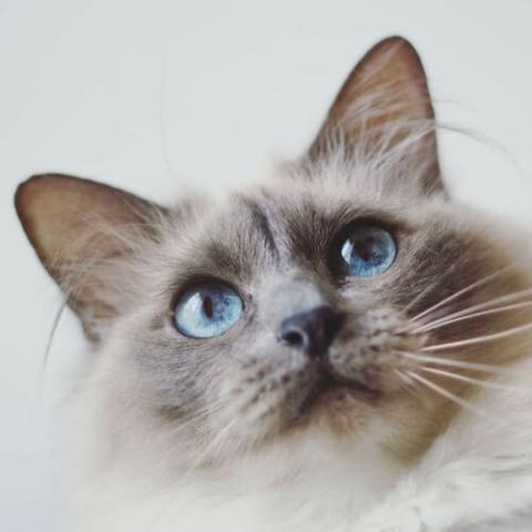 Birman Cat Breed Info Birman Cat Breed Info
