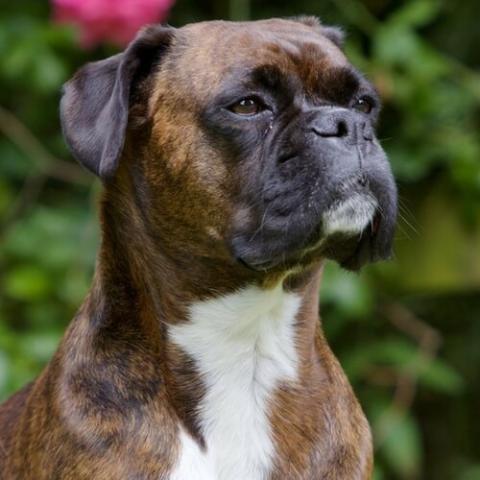 Boxer Dog Breed Info