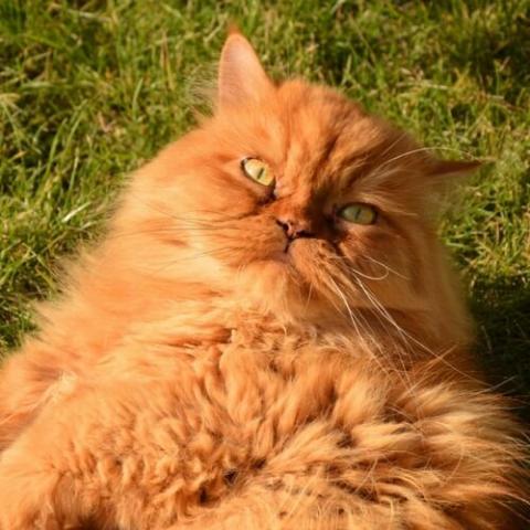 Persian Cat Breed Info Persian Cat Breed Info