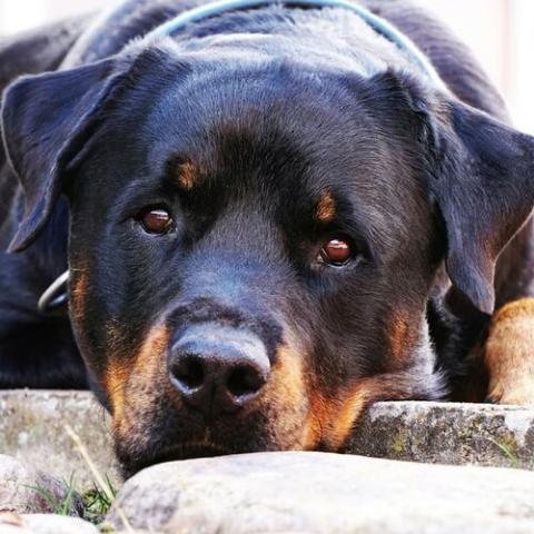 Rottweiler Dog Breed Info