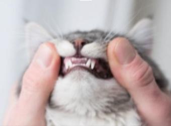 When Pet Breath Could Knock You Over: Tackling Periodontal Disease in Pets