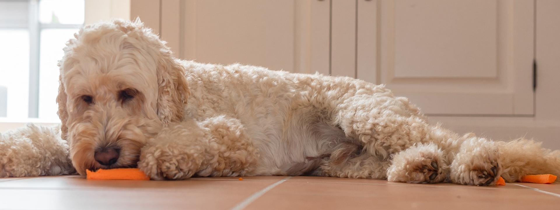 Dog Nutrition