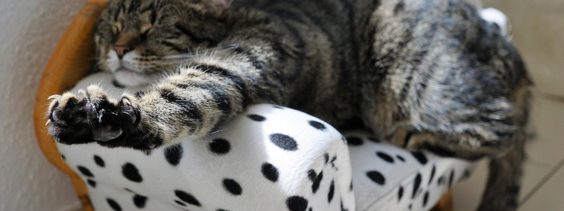 Relaxing Cat