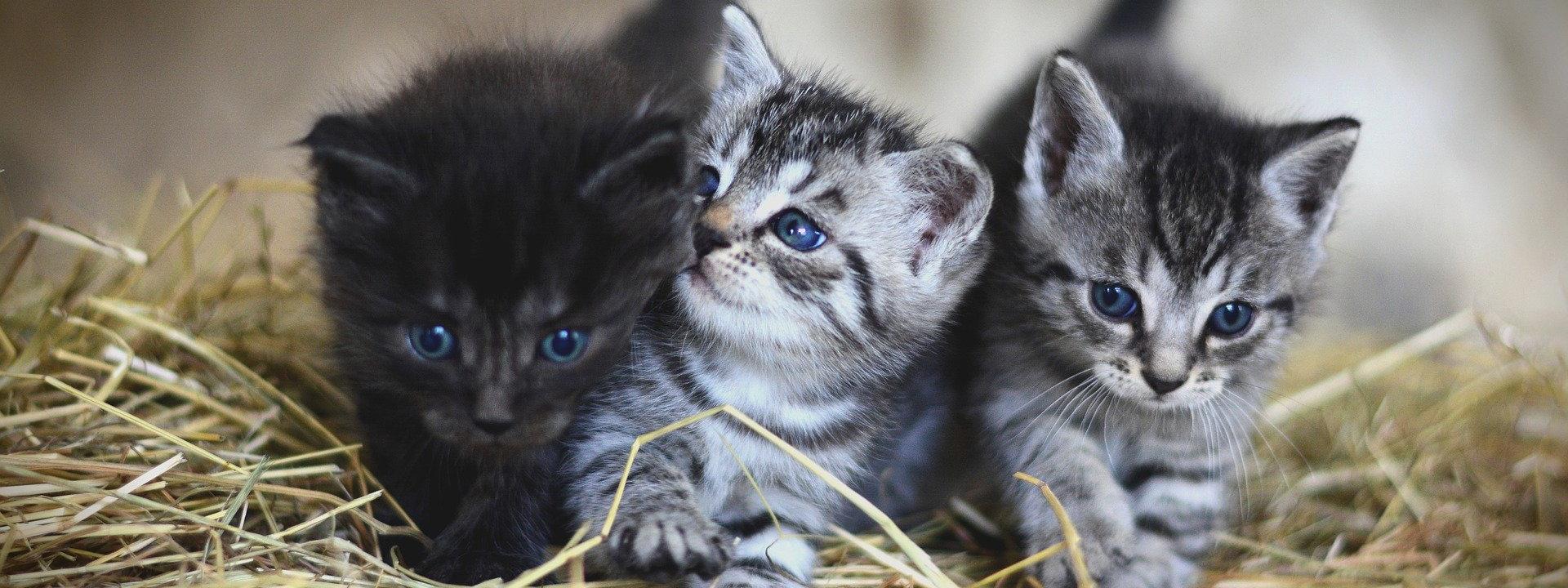 Taking Care Of Newborn Kittens What You Must Know