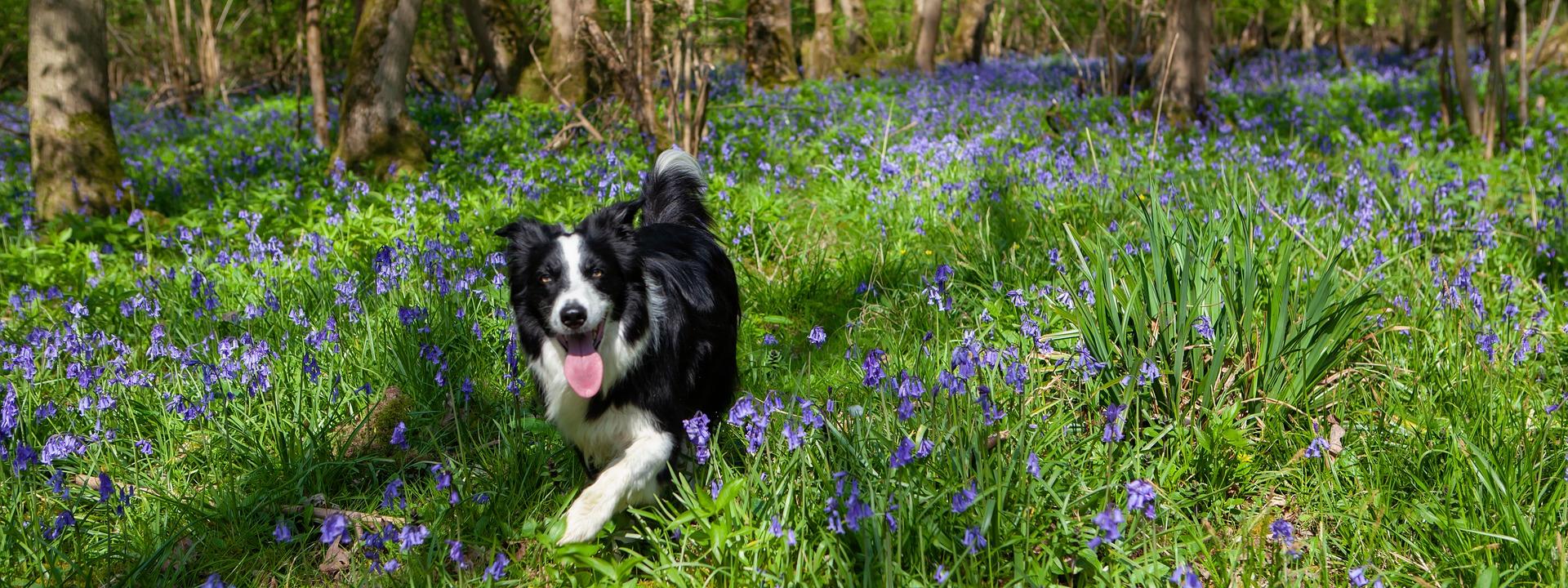 Dog in woods 