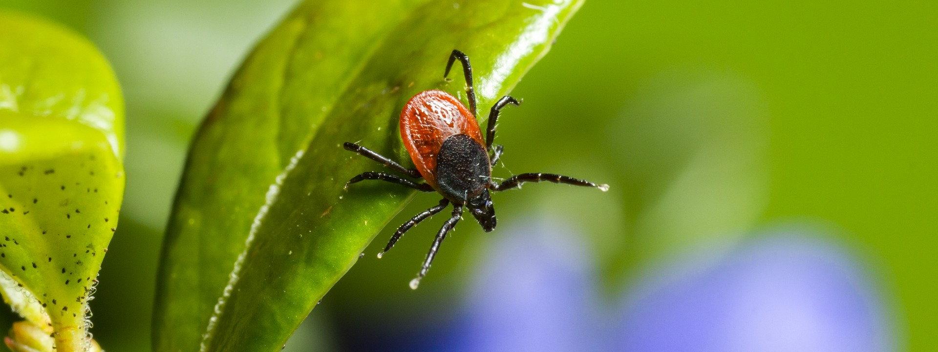 Preventing Ticks