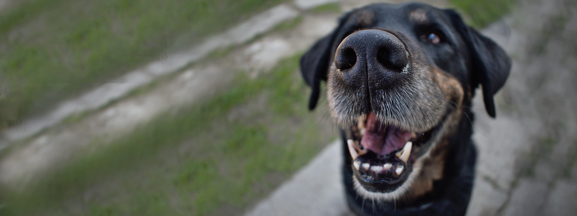 are dogs too old to get their teeth cleaned