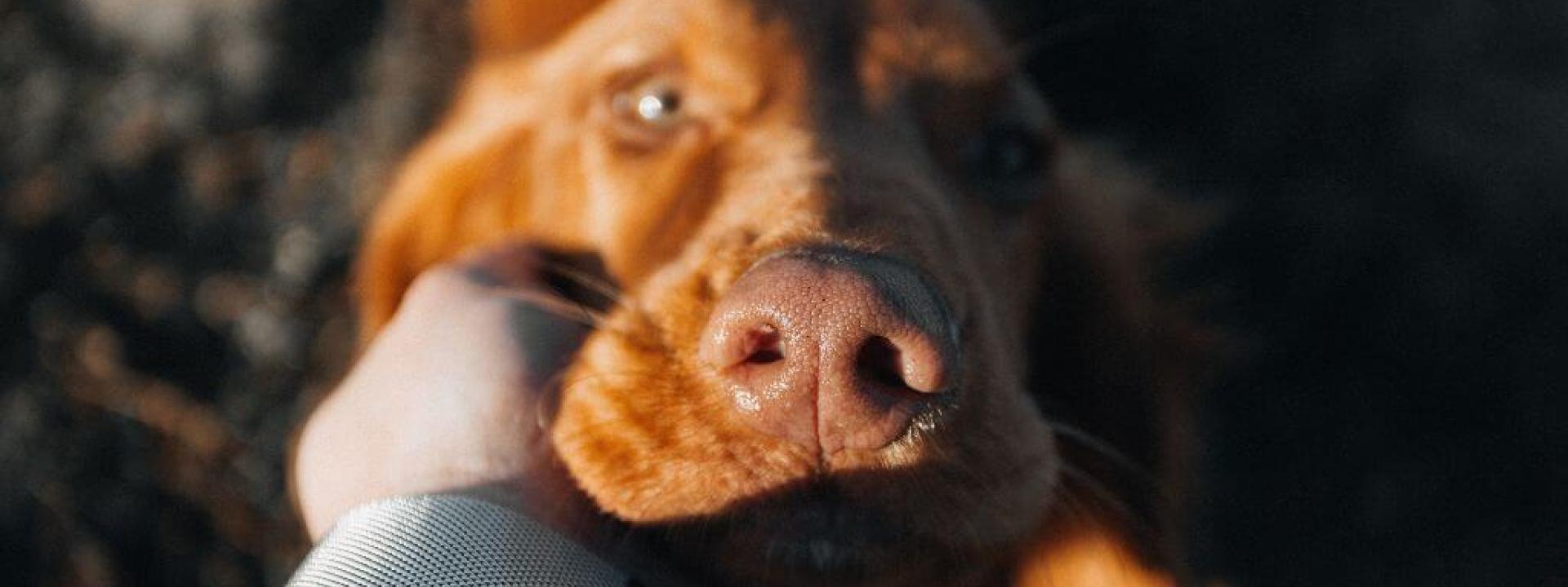 A close up of a dogs nose Palliative and Hospice Care for Pets