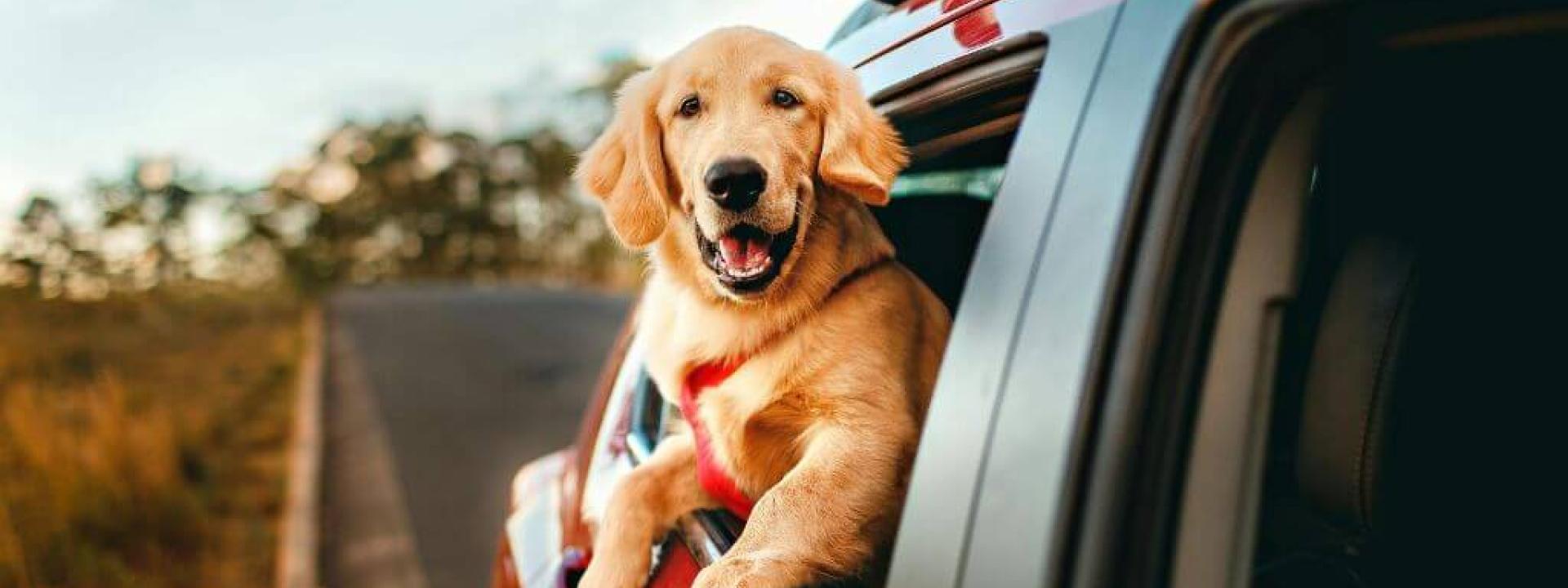 Dog in car sticking its head out the window