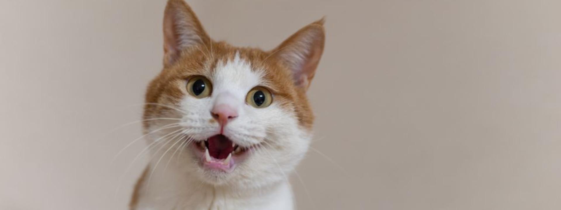 Cat meowing