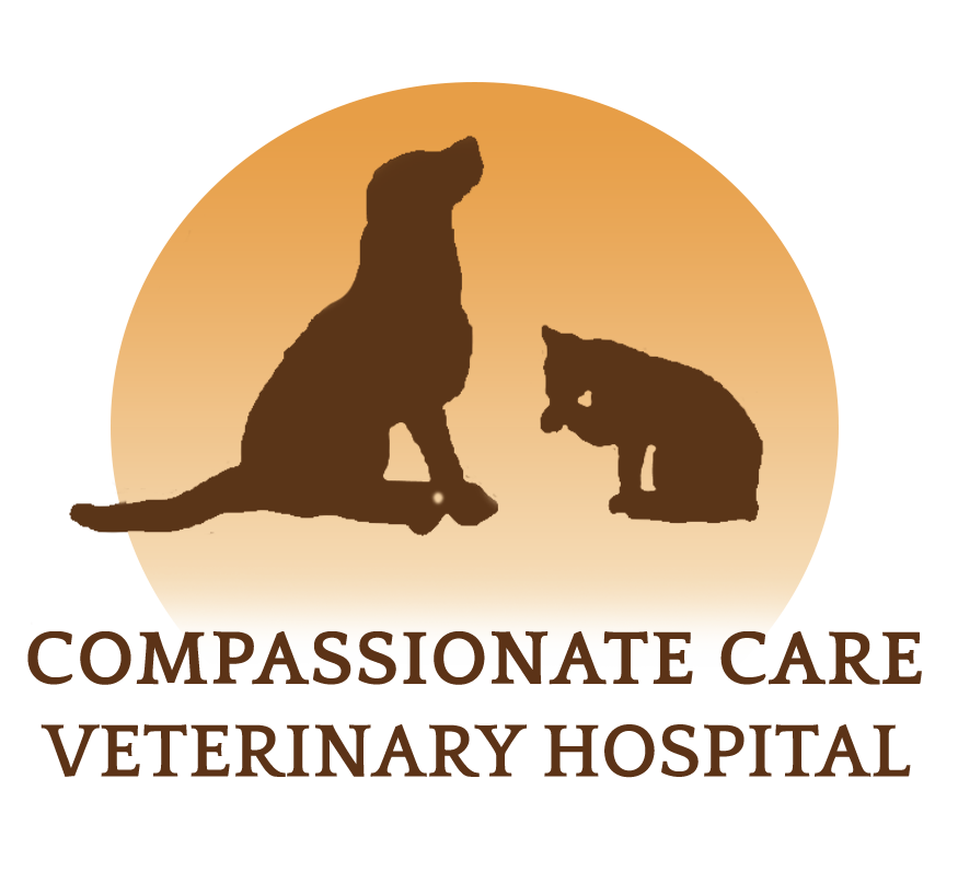 Anya Lopina | Compassionate Care Veterinary Hospital of Charlotte